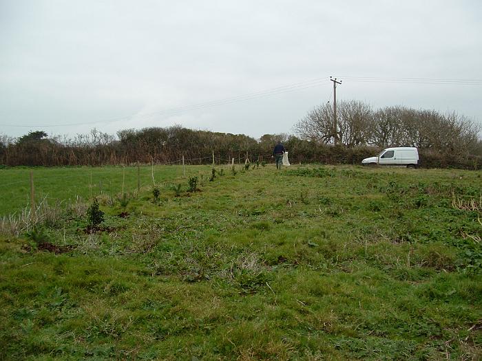 3 Planting Trees (1)